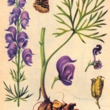 Kovrčavi akonit: fotografija i opis